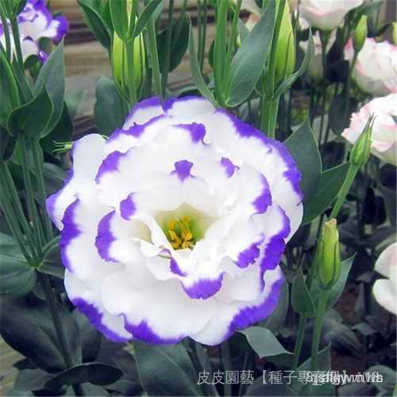 Hạt giống hoa cát tường chuông cắt cánh kép hạt giống cây lâu năm 50h