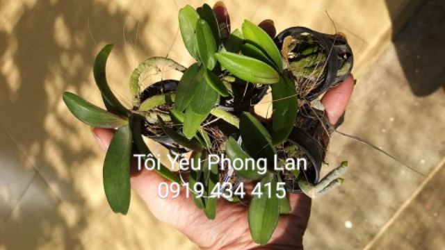 10 hoa lan ngọc điểm cây giống nhiều màu