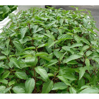 Hạt Giống Rau đay đỏ RĐ 88 - Rạng Đông