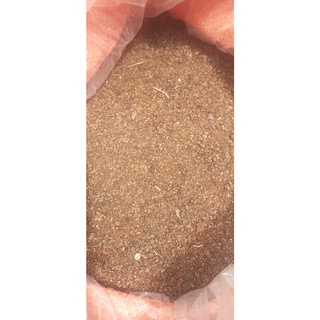 200 gram hạt giống gáo trắng