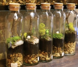Chai Thuỷ Tinh Nút Gỗ 350ml