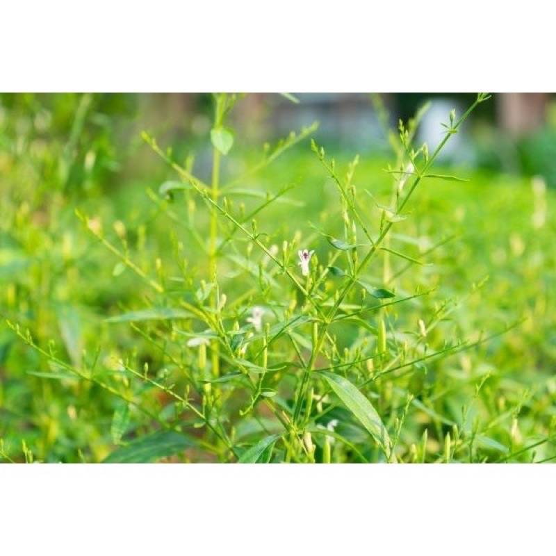 Hạt Giống Xuyên Tâm Liên - Gói 50 hạt