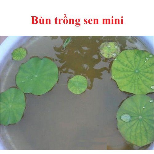 500g Bùn trồng hoa sen, hoa súng