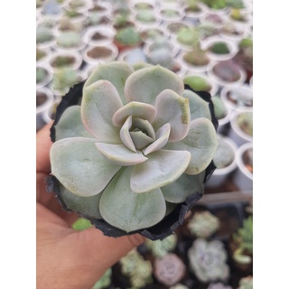 SEN ĐÁ LOLA🌵SIZE6CM🌵SEN ĐÀ LAT🌵THUẤN SỨ NÓNG🌵FREESHIP🌵1 ĐỔI 1