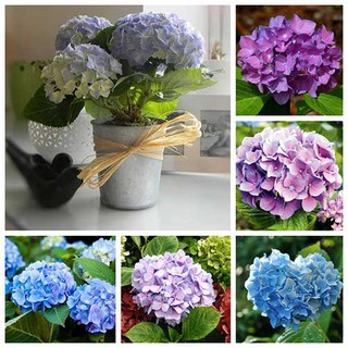 Hạt giống Hoa Cẩm Tú Cầu nhiều màu bông to dễ trồng