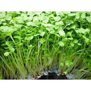 Hạt Giống Rau Mầm Cải Mầm Giàu Dinh Dưỡng - Trồng Hạt Giống Rau Củ Quả Bằng Đất Sạch, Xơ Dừa, Mùn Dừa Và Phân Bón Hữu Cơ