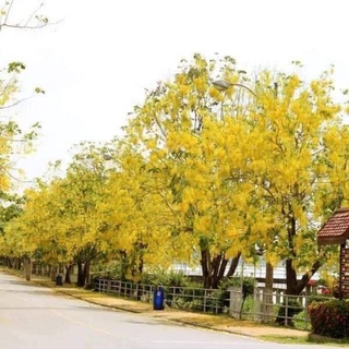 Cây giống muồng hoàng yến osaka