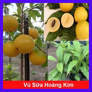 Cây vú sữa hoàng kim - Cây cảnh sân vườn - caykiengsadec