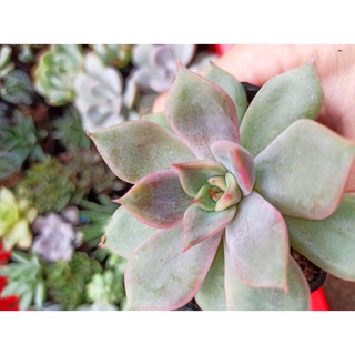 Sen đá đế vương hồng (xám) (Đọc mô tả)
