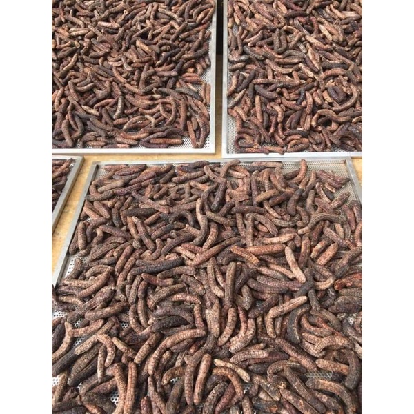 1kg chuối hột rừng/chuối hột tây nguyên