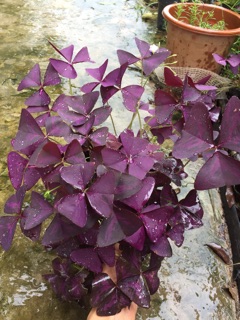 Hoa bướm đêm, oxalic