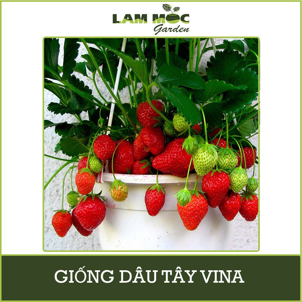 Hạt Giống Dâu Tây Vina Quả Siêu To Nảy Mầm Nhanh Gói 0,01g