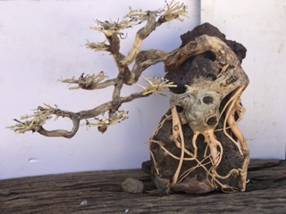 Bonsai cho bể cá 80 trở lên