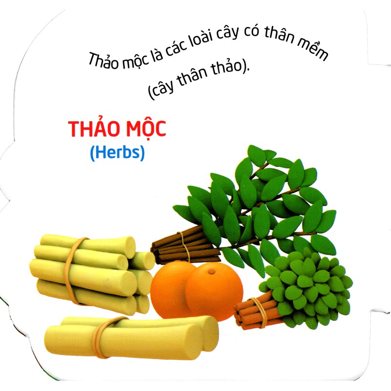 Sách: Thế Giới Trong Mắt Em - Thực Vật