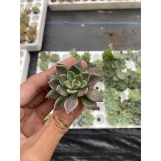 sen đá mặt trăng size vỉ