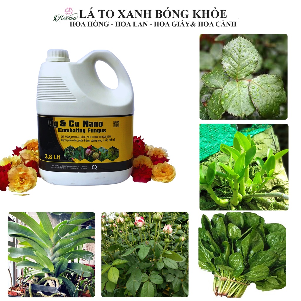 Nano bạc đồng Rosava can 4L đậm đặc sạch 100% phấn trắng, rỉ sắt, sương mai, đốm đen cho hoa hồng, lan và cây cảnh
