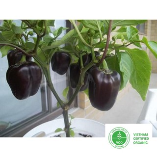 10 Hạt giống Ớt chuông mix (tặng gói Kích nẩy mầm và Hướng dẫn) THUTHUY