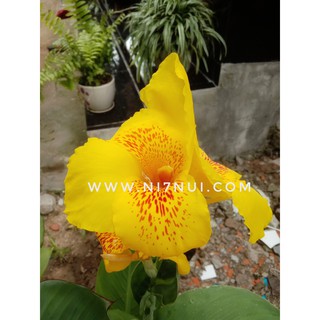 5 củ giống cây hoa chuối - shop Ni Bảy Núi