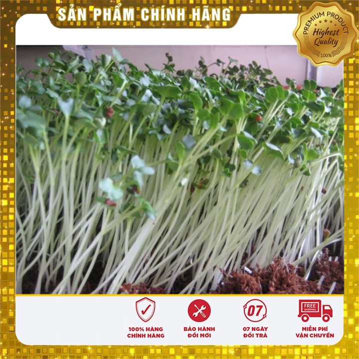 Hạt giống Rau mầm củ cải trắng (50gr)