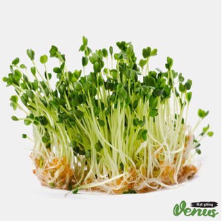 Hạt giống rau mầm cải Đà Lạt