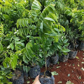 CÂY SƯA ĐỎ (CÂY GIỐNG)
