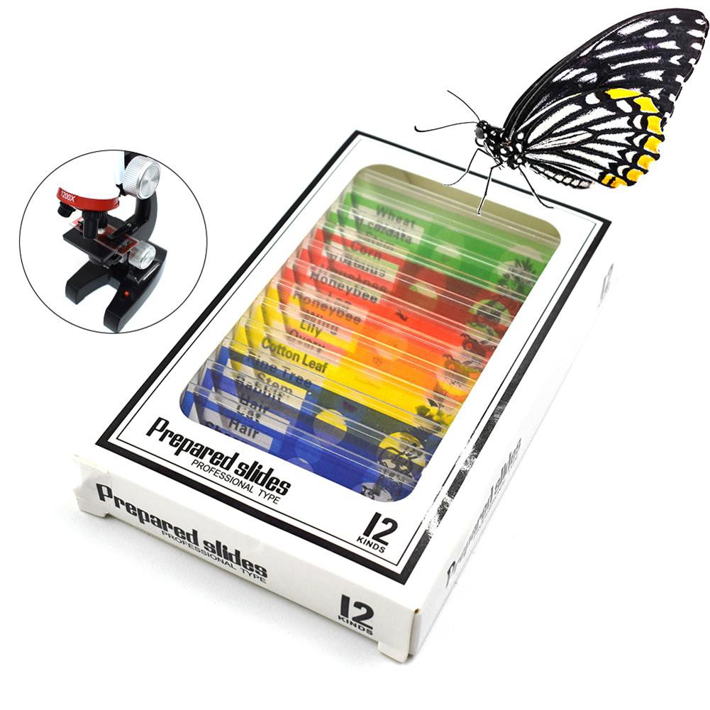 Bộ 12 Tiểu Bản Mẫu Vật Của Động Thực Vật Dùng Trên Kính Hiển Vi