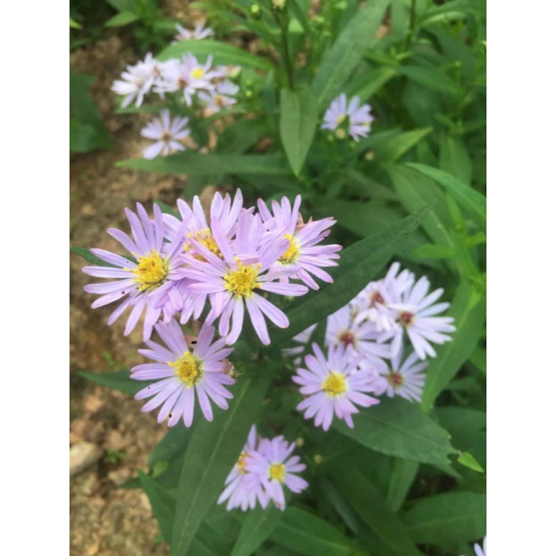 Combo 9 màu hoa thạch thảo