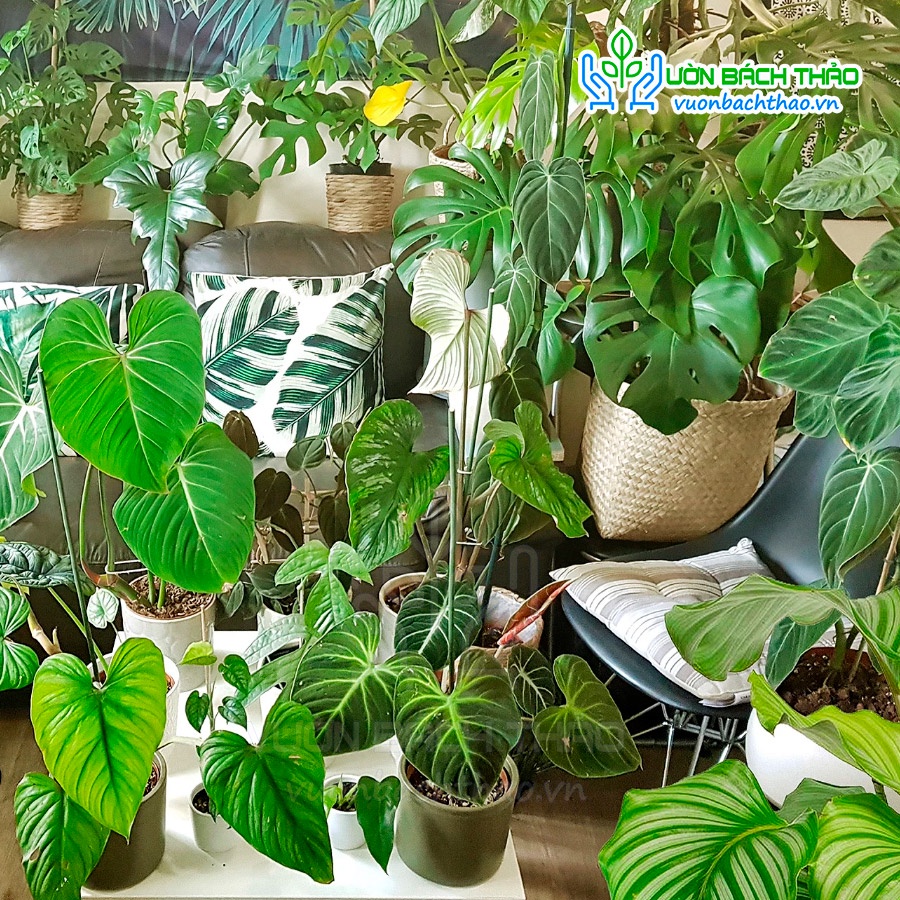 Đất Trồng Chuyên Cây Kiểng Lá - Kiểng Var & Cây Xanh Trong Nhà | Vườn Bách Thảo