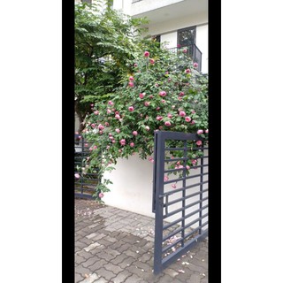 Sét 2 gói chế phẩm sinh học BiO-B