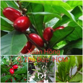 Cây thần kỳ cây đẹp cao 50-60cm.