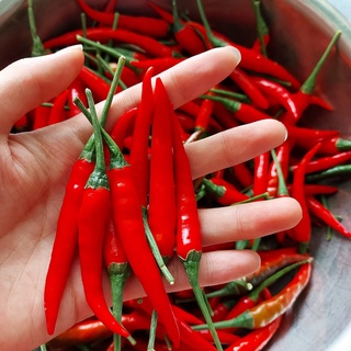 Giao HCM Ớt Hiểm Trồng Sạch Tại Đà Lạt 100g