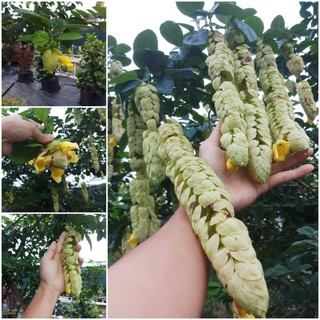 Cây Huyền Trân Công Chúa- tặng kèm phân bón