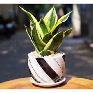 Cây lưỡi hổ Thái Lan viền vàng giống lùn