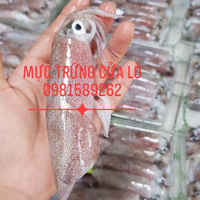 Mực nháy Cửa Lò hấp thuyền ngon