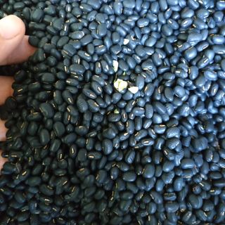 Đậu đen xanh lòng hạt nhỏ