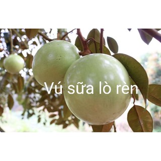 CÂY GIỐNG VÚ SỮA LÒ RÈN