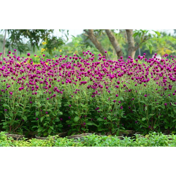 Hạt giống HOA CÚC Bách nhật màu tím - Gói 0,5 gram