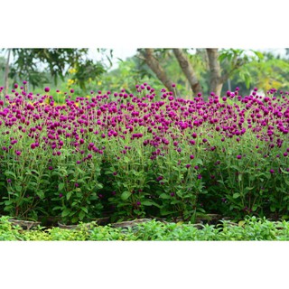 Hạt Hoa CÚC Bách nhật màu tím - Gói 0,5 gram