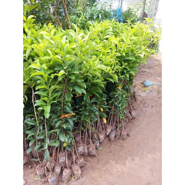 Cây hồng xiêm xoài cây ghép cao 1m.