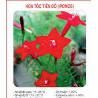 HẠT GIỐNG HOA TÓC TIÊN ĐỎ GÓI 10H