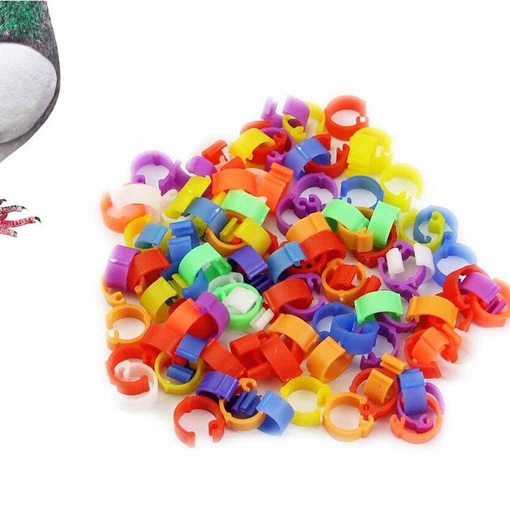 Set 100 vòng nhựa đeo chân cho chim bồ câu tiện dụng