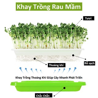 bộ khay trồng rau mầm dẻo loại tốt