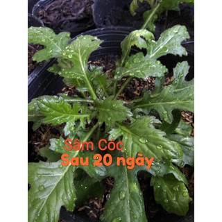 SÂM CÓC - Thổ Tam Thất