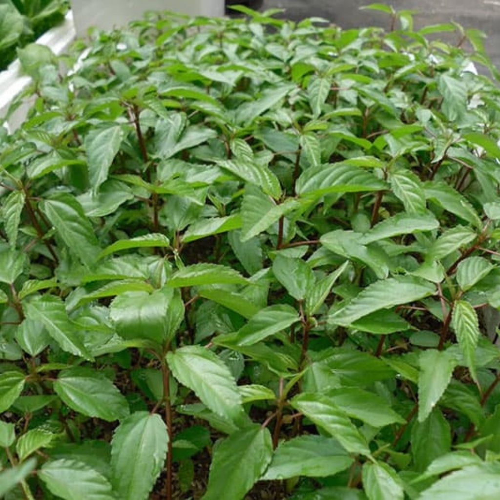 Hạt giống rau đay đỏ 20g (lá đỏ, thân lá màu đỏ)