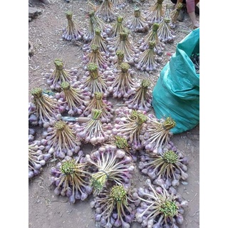 (1kg) TỎI BẮC SIÊU THƠM NGON.