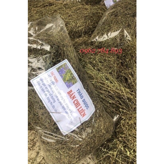1kg Bán chi liên (hoàng cầm râu) (Sao vàng hạ thổ)