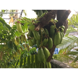 Hạt giống cây Khế tàu (Bilimbi)