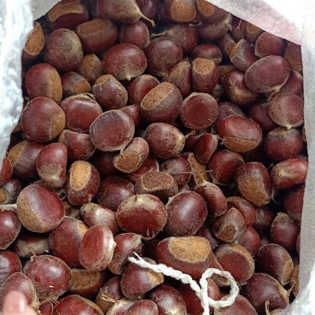 Hạt dẻ sơn la