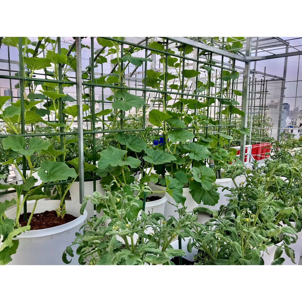 COMBO 5 Ống Thép Bọc Nhựa  Dùng làm Khung Đỡ,Giá Đỡ Hoa Hồng Leo,Giàn Leo Bầu Bí Mướp,Khung cây thép