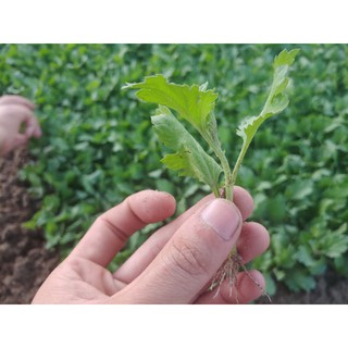 combo 1000 cây hoa cúc giống vàng pha lê